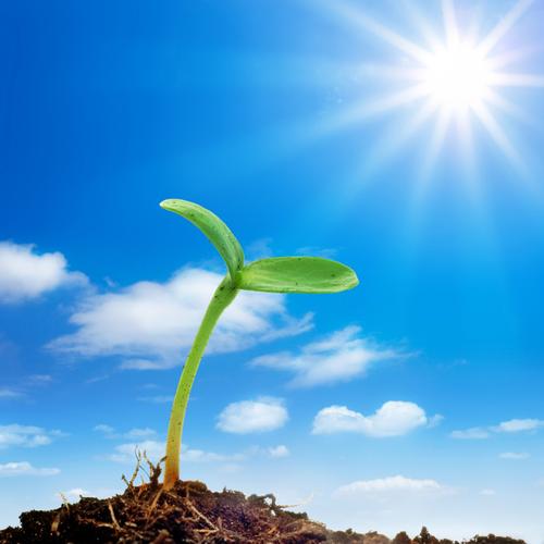 "种子发芽过程图简笔画" 的相关图片