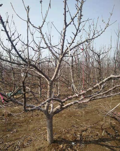 大樱桃树纺锤形修剪技术