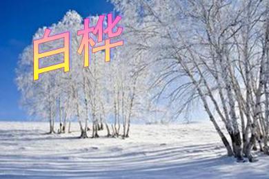 50 kb这是白桦的ppt下载,主要介绍了叶塞宁;课文内容;诗歌分析;白桦的