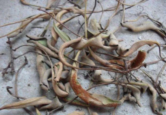 网易首页>正文申请入驻> 再多说一点石韦的功效啦!