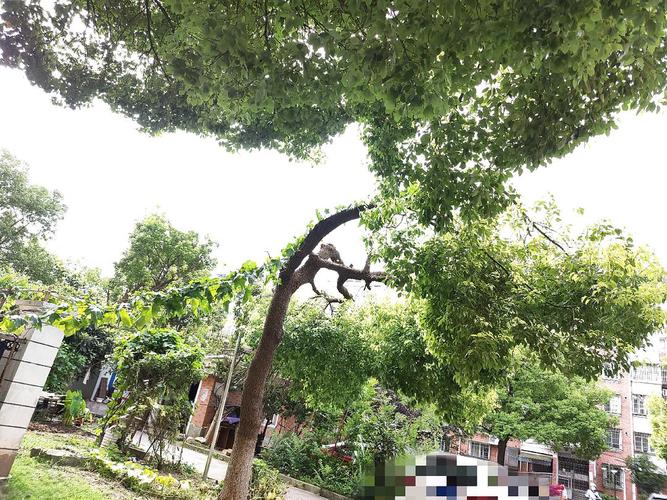 歪脖子树批上了披风