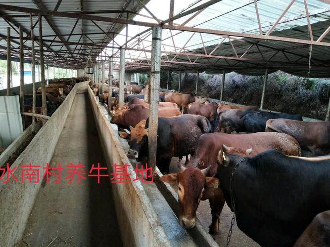 水南村养牛基地
