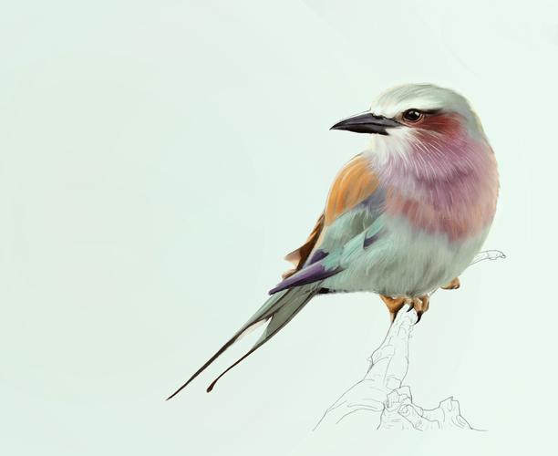 荆棘鸟插画