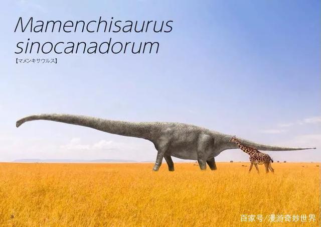 长颈鹿已经是地球最大动物之一了,但是远古生物马门溪龙面前,就是弟中