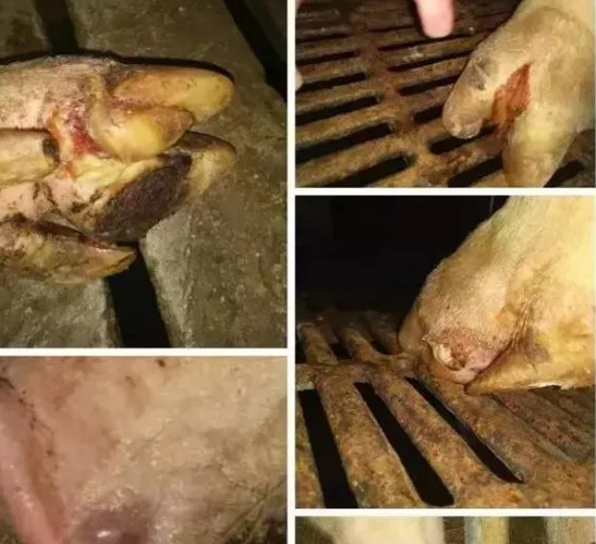 猪的口蹄部有水疱就是口蹄疫吗还有可能是这3种疾病