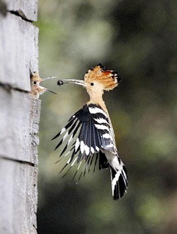 以色列选出"国鸟"