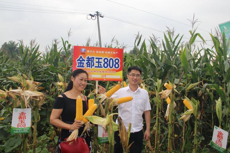 丰乐种业重点推广的特大穗玉米品种一一金都玉808