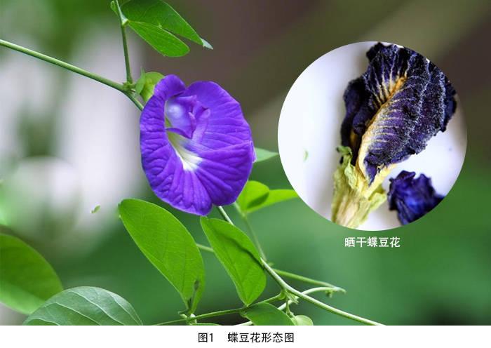 蝶豆花(蓝蝴蝶)概述:食用价值,功效及营养,分布范围