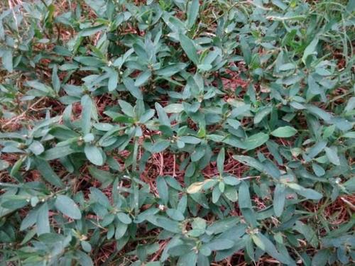 扁蓄怎样人工种植?