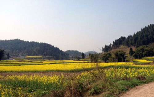 蓬莱镇金堂村党建
