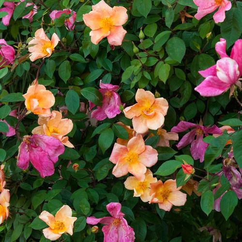 蝴蝶中国古老藤本月季外形形似抗病性强中香多季花卉