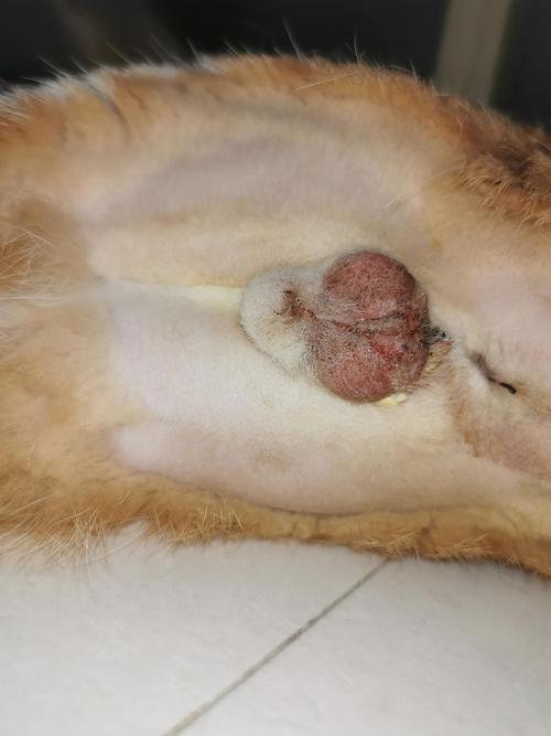 【讨论】公猫绝育第三天伤口像裂开了?有图!