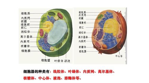 详细介绍细胞器的结构和功能