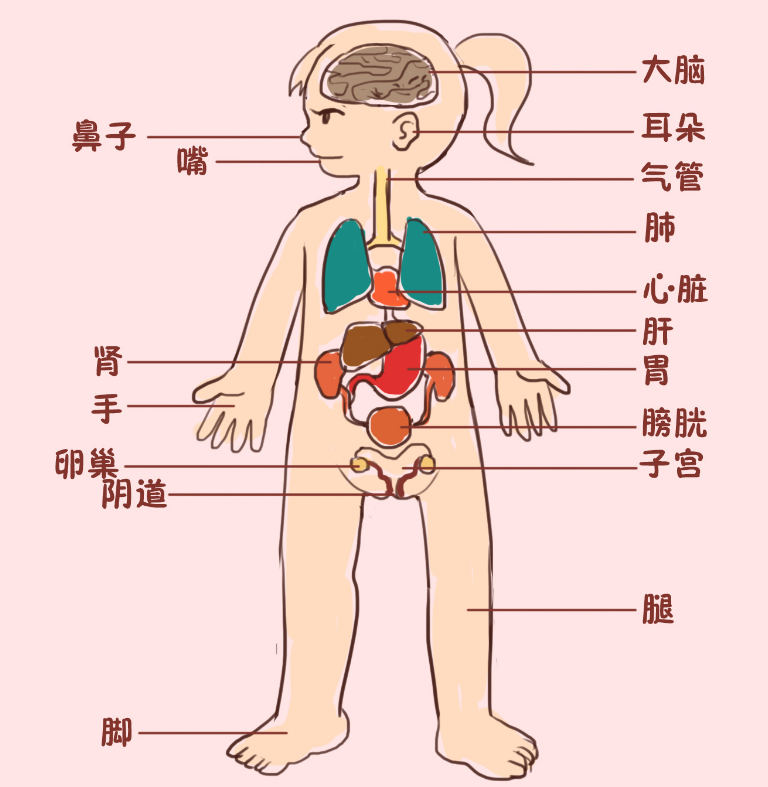 原创国外人体器官课上老师着装引众人争议学生我都不好意思看