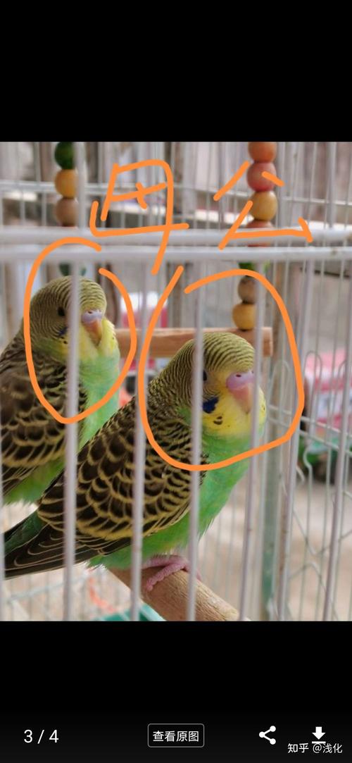 虎皮鹦鹉怎么分公母 麻烦大佬给辨认下?