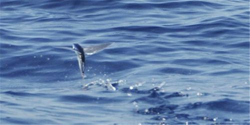 美丽的西沙群岛,闪瞎你的眼!