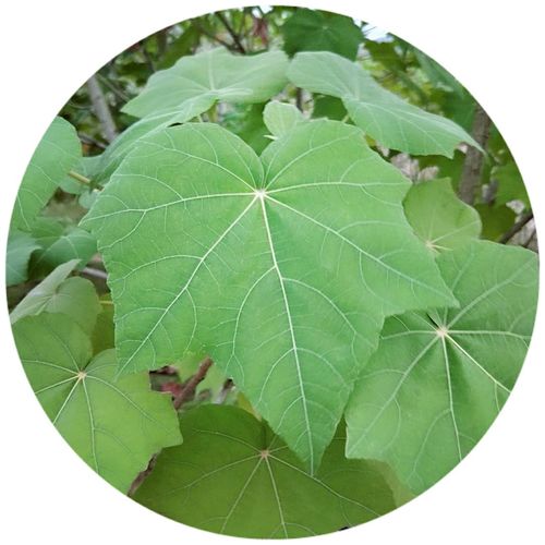 木芙蓉的叶子较大,颜色较浅,掌状开裂.