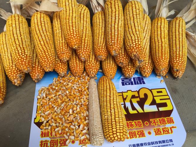 诚信农资玉米新品种