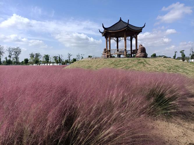 今天上午就乘公交车来到了南京八卦洲的陌上花渡景区,游览景区和参观