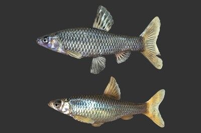 鱼类_麦穗鱼(雌雄)小型淡水鱼类-鱼类-动物-小雪梅梅