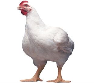 aa肉鸡,该品种由美国爱拔益加家禽育种公司育成,四系配套杂交,白羽