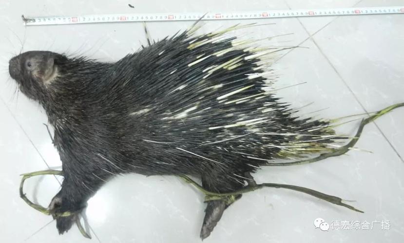 非法猎捕野生豪猪这几个人栽啦