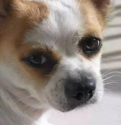 迟到的追思～应不应该捕杀地震中救了49人的义犬小花