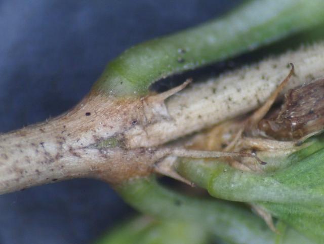 白马骨小小白花了不起入药解毒雷公藤