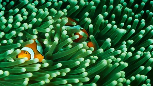 微软发布国家地理水下高级版4k壁纸包