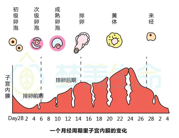 子宫内膜厚度是多少时才符合美国试管婴儿移植标准