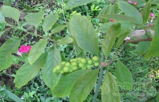 天目木兰√植物保护√植物百科