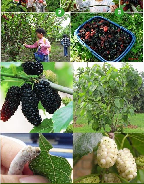 苗彩园艺 桑葚树苗南方北方种植当年结果食用桑树苗黑桑水果白桑椹四