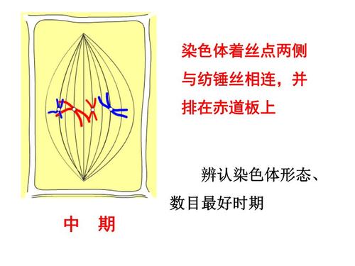 染色体着丝点两侧与纺锤丝相连并排在赤道板上.ppt