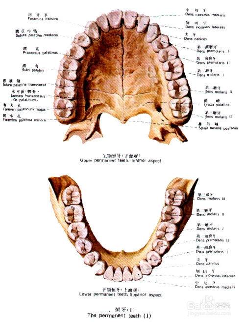 睡觉磨牙的原因及解决方法