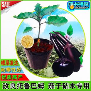 日本进口茄子嫁接专用台木种子基地专用改良托鲁巴姆茄子砧木种子