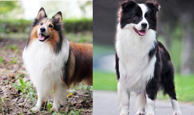 如何区分喜乐蒂与边牧犬?其实很简单,看这4个地方就行
