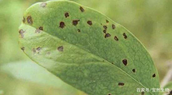 石榴褐斑病怎么治?秋季特别注意!河南宝然生物科技