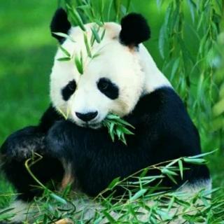 熊猫京京(一)