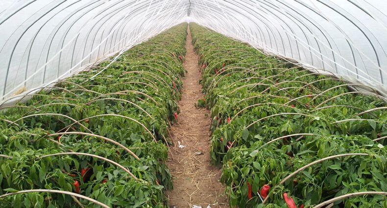 大棚蔬菜种植加盟好不好 大棚有机蔬菜种植市场有多大