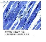 供应生物切片心肌切片(苏)(图)