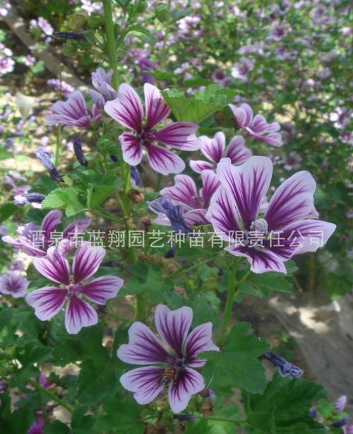 供应信息 酒泉市蓝翔园艺种苗有限责任公司 厂家直销花卉种子,景观