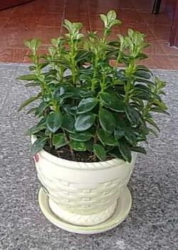 燕子掌有哪些功效应该怎麼养