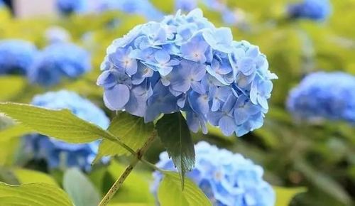 变红?变绿?绣球花变色及养护指南快来学!