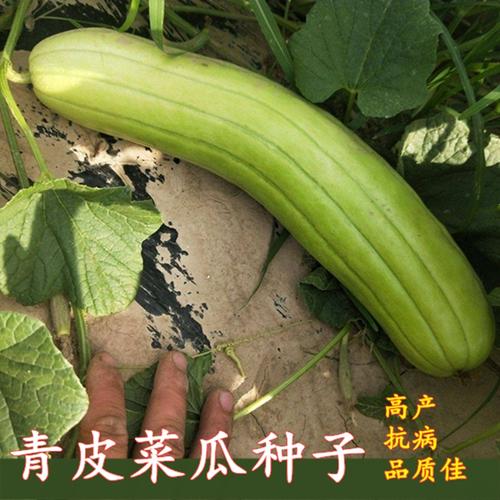 菜瓜老品种可生吃高产青皮脆瓜种籽