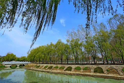 商丘职业技术学院《我的校园我的家商职春色》