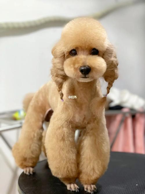 02东营|扎小辫的泰迪 多多_泰迪_熊叔の私宠攻略_泰迪怎么样_探店