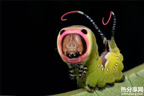 45张让人眼花缭乱的微距摄影带你探秘昆虫的奇妙世界 : 微距摄影是