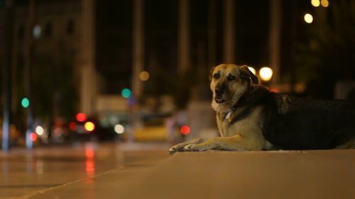 保护流浪猫狗公益广告
