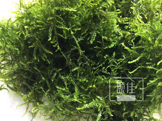 垂泪莫斯大三角散叶散装莫丝moss生态鱼缸造景鱼缸水草批发活体