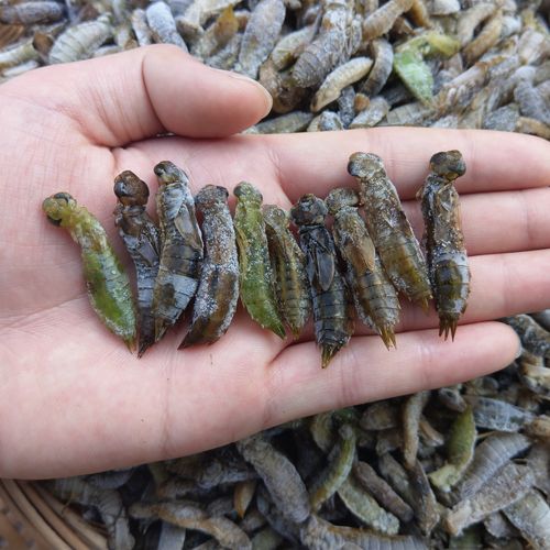 直接速冻活体幼虫水虿蜻蜓